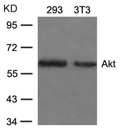 AKT1 (Ab-473) antibody