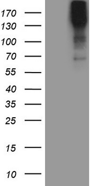 AKT1 Antibody