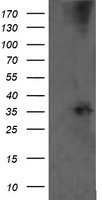 AKT1 Antibody