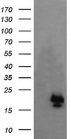 AKT1 Antibody