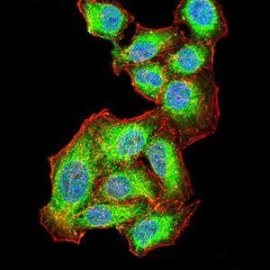 AKT1 Antibody