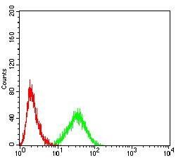 AKT1 Antibody