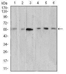 AKT1 Antibody