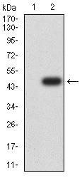 AKT1 Antibody