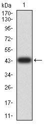 AKT1 Antibody