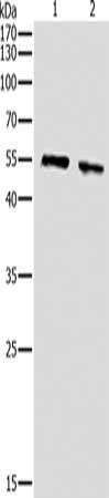 AKT1 Antibody