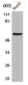 AKT1 Antibody
