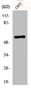 AKT1 Antibody