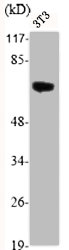 AKT1/AKT2/AKT3 Antibody