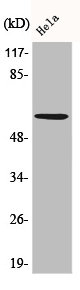 AKT1/AKT2/AKT3 Antibody