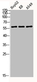 AKT1 Antibody