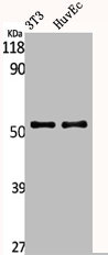 AKT1 Antibody
