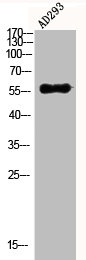 AKT1/AKT2/AKT3 Antibody