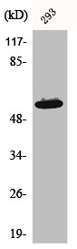 AKT1 antibody