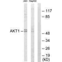 AKT1 Antibody