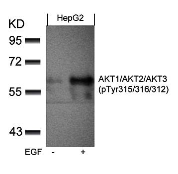 AKT1/AKT2/AKT3 (phospho-Tyr315/316/312) Antibody