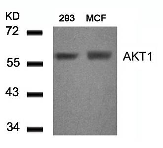 AKT1 (Ab-450) Antibody