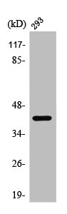 AKT1S1 Antibody