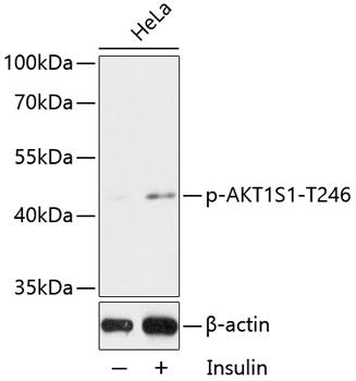 AKT1S1 (Phospho-T246) antibody