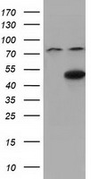 AKT2 Antibody