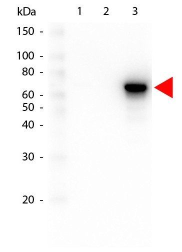 AKT3 PE antibody (RPE)