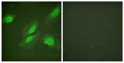 Akt (Ab-326) Antibody
