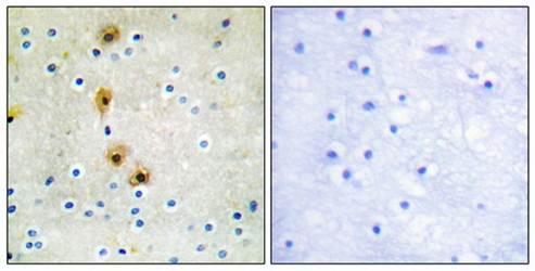 Akt (Ab-326) Antibody
