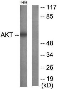 Akt (Ab-326) Antibody