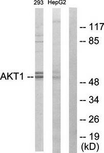 Akt Antibody