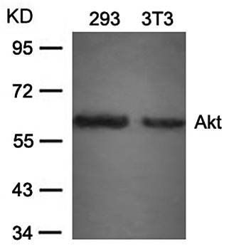 Akt (Ab-473) Antibody
