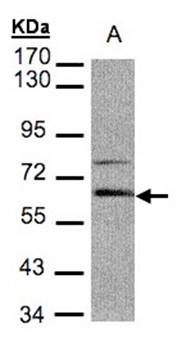Aladin antibody