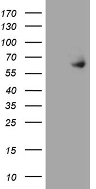 Albumin Antibody