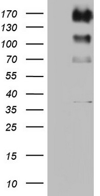 Albumin Antibody