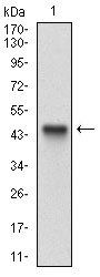 ALCAM Antibody