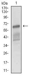 ALCAM Antibody