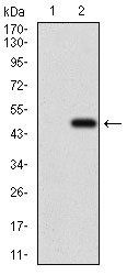 ALCAM Antibody