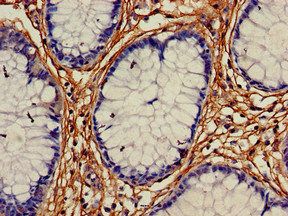 ALDH1A2 Antibody