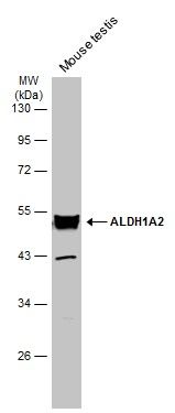 ALDH1A2 antibody