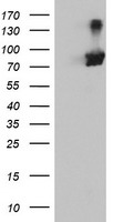 ALDH1A3 Antibody