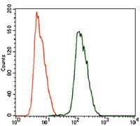 ALDH2 Antibody