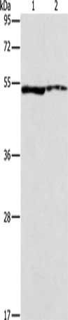 ALDH3A1 Antibody