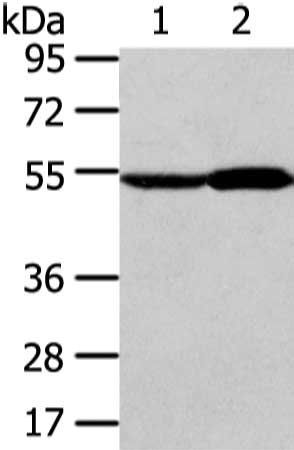 ALDH3A2 Antibody
