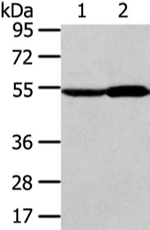 ALDH3A2 antibody