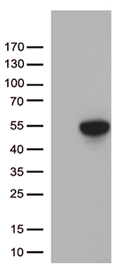 ALDH3B1 Antibody