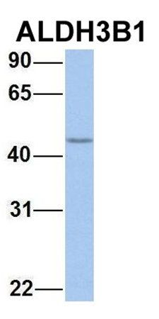 ALDH3B1 antibody
