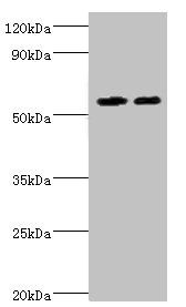 ALDH4A1 Antibody