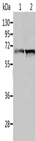 ALDH4A1 Antibody