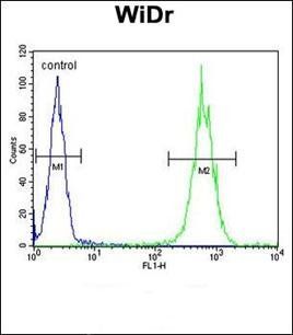 ALDH5A1 antibody