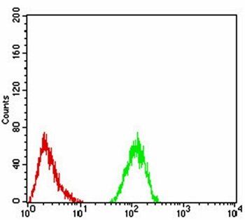 ALDH6A1 Antibody