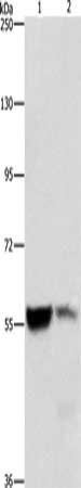 ALDH8A1 antibody